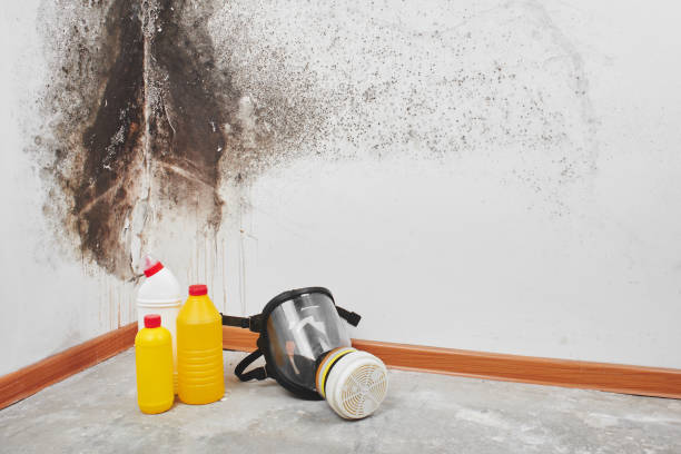  Clayton, CA Mold Removal Pros