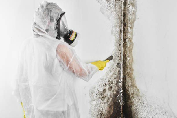 Best Crawl Space Mold Removal  in Clayton, CA