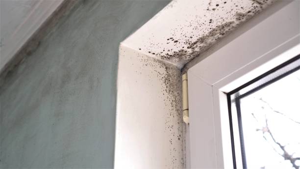 Best Toxic Mold Removal  in Clayton, CA