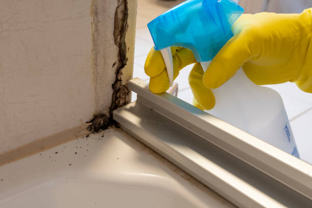 Best Affordable Mold Removal  in Clayton, CA