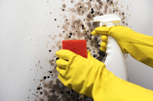 Best Mold Removal Near Me  in Clayton, CA