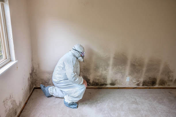 Best Emergency Mold Removal  in Clayton, CA