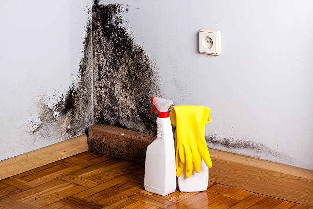Best Professional Mold Removal  in Clayton, CA