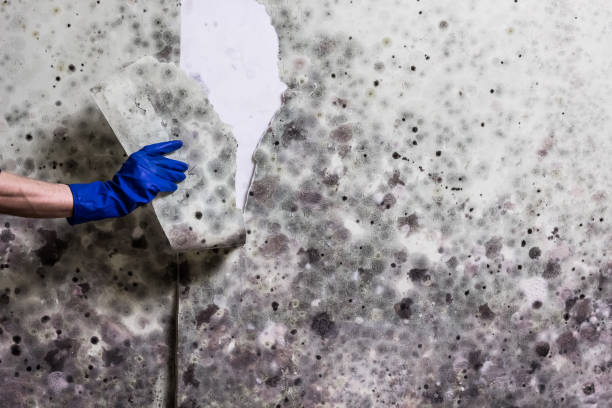 Best Mold Damage Repair  in Clayton, CA