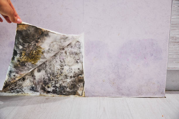 Best Mold Cleaning Services  in Clayton, CA